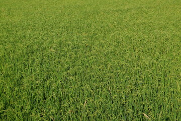 green grass background