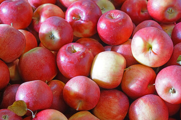 Fresh picked apples background in the harvest season