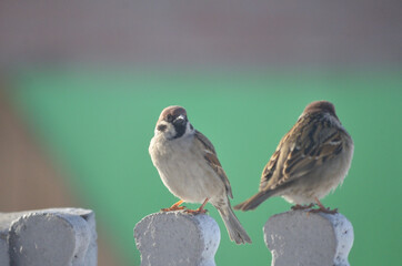 Birds sparrows