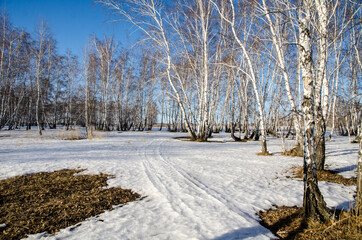 Early spring in the Siberian forest