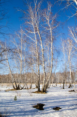 Early spring in the Siberian forest