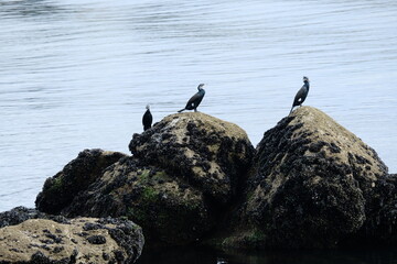 Groupe de cormorans .