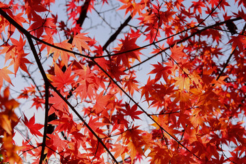 風景素材　鮮やかな紅葉と秋の穏やかな陽射し
