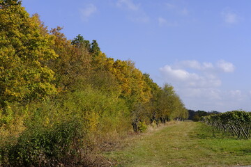 Landschaft und Weinberge bei Stammheim am Main, Landkreis Schweinfurt, Unterfranken, Franken,  Bayern, Deutschland