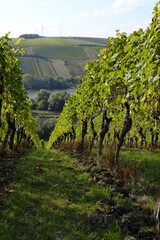 Landschaft und Weinberge bei Stammheim am Main, Landkreis Schweinfurt, Unterfranken, Franken,  Bayern, Deutschland