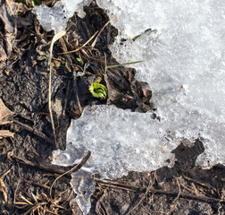 Frozen strawberry leaves in the snow.