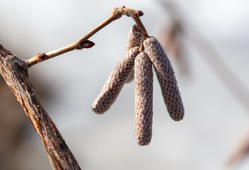 Buds for flowering on hazelnut branches.