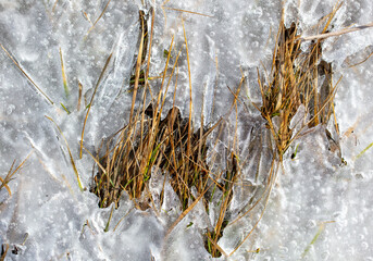 Grass frozen in ice as background.