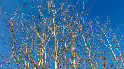 Bare branches on a tree against a blue sky.
