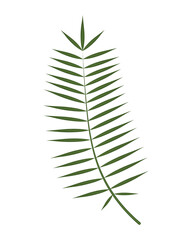 leaf tropical nature