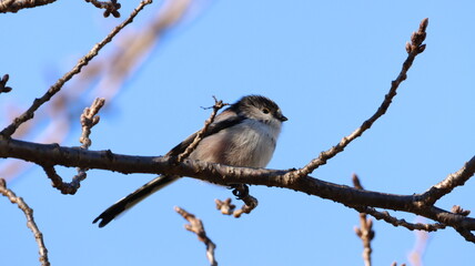 小さくてとても可愛いオナガの写真