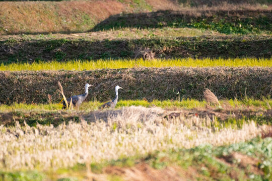 Pair of hooded cranes in Yashiro, Shunan City, Yamaguchi Prefecture