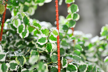 Ficus pumila L, Climbing fig or MORACEAE