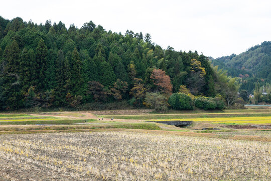 Landscape with family of hooded cranes in Yashiro, Shunan City, Yamaguchi Prefecture