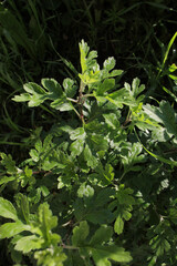 Beautiful large drops of fresh morning dew in the macro of juicy green grass. Rain in the spring in summer in nature.
