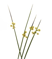 Scirpoides holoschoenus plant, Scirpoides holoschoenus, common name is roundhead bulrush, studio shot on white background © Sendo