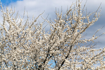 spring season in the orchard with fruit trees