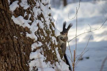 Squirrel in the winter park. Khabarovsk 2021.
