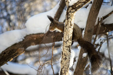 Squirrel in the winter park. Khabarovsk 2021.