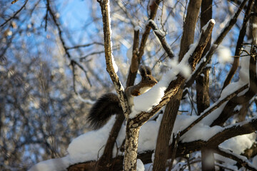 Squirrel in the winter park. Khabarovsk 2021.