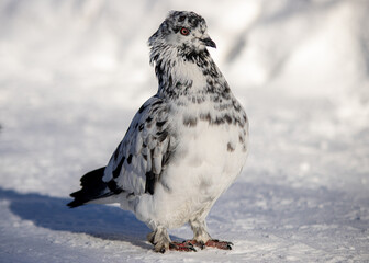 Black and white dove. Arboretum park in Khabarovsk.