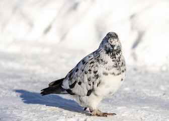 Black and white dove. Arboretum park in Khabarovsk.