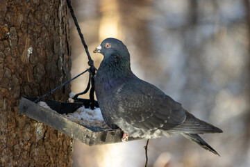 Black and white dove. Arboretum park in Khabarovsk.