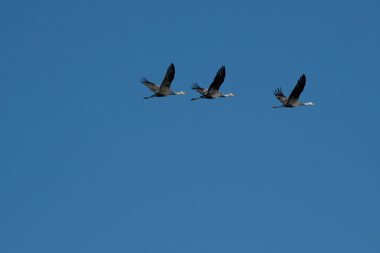 Family of hooded cranes flying in Yashiro, Shunan City, Yamaguchi Prefecture