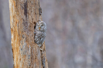 晩秋のエゾフクロウ