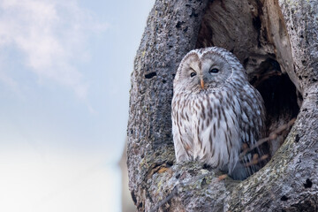 晩秋のエゾフクロウ