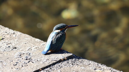 野鳥の宝石と言われているカワセミの写真