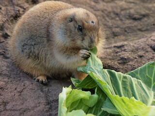 食欲旺盛なプレーリードッグ