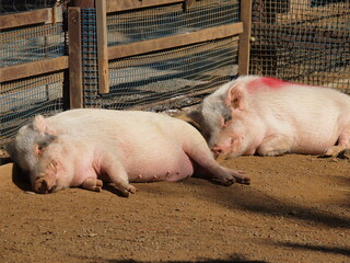 ミニブタは昼寝中 © ZuZu