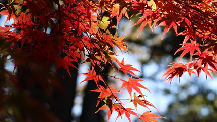 真っ赤になった紅葉の写真
