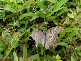 Junonia atlites butterfly with green plants in Sri Lankan Forest | Family: Nymphalidae
