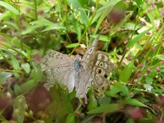 Junonia atlites butterfly with green plants in Sri Lankan Forest | Family: Nymphalidae
