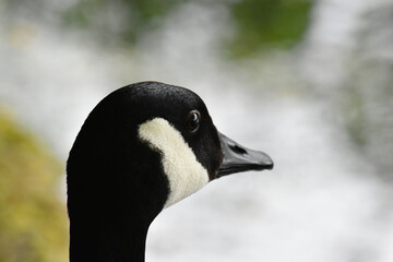 Canada goose head
