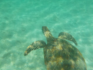 Fototapeta premium 亀