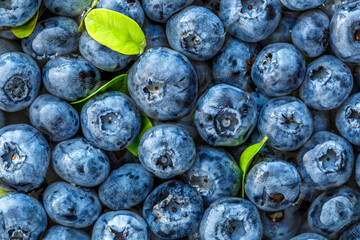 Water drops on ripe sweet blueberry. Fresh blueberries background with copy space for your text. Vegan and vegetarian concept. Macro texture of blueberry berries.Texture blueberry berries close up