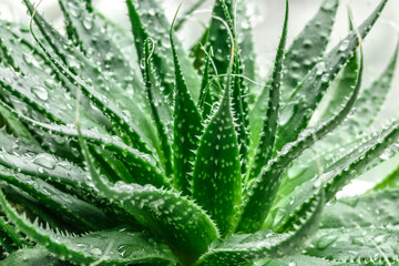 Aloe Vera closeup.Water drops on leaf of aloe. Aloevera plant, natural organic renewal cosmetics, alternative medicine.Skin care concept, moisturizing. On green background.