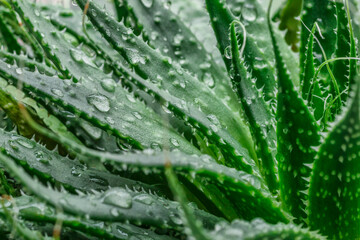Aloe Vera closeup.Water drops on leaf of aloe. Aloevera plant, natural organic renewal cosmetics, alternative medicine.Skin care concept, moisturizing. On green background.