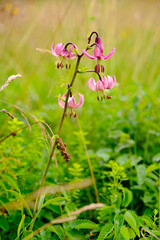 Fototapeta premium Türkenbund, Türkenbund-Lilie, Lilium martagon