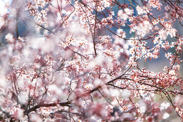 桜の季節