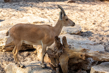 Side view of Mountain gazelle walks up rocky bluff. Palestine mountain gazelle with horns stands on a downed snag. Smaller relatives of the antelope. Scientific name: Gazella gazella gazella. Israel