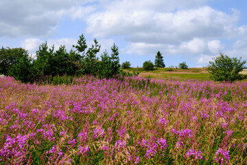 Die Wasserkuppe, der höchste Berg der Rhön im Herbst, Biosphärenreservat Rhön, Hessen,...