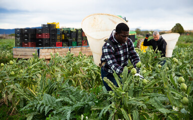 African american man horticulturist picking harvest of artichokes outdoor, man on background