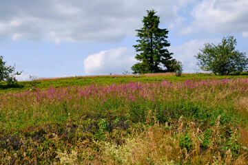Die Wasserkuppe, der höchste Berg der Rhön im Herbst, Biosphärenreservat Rhön, Hessen,...