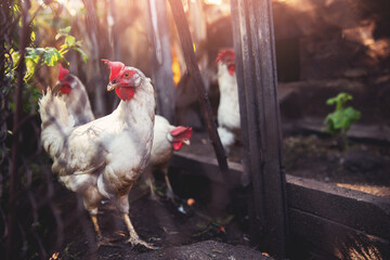 Household in village of Russia, white hens chicken in corral of farm