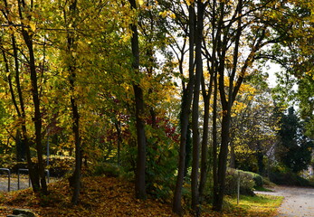 Herbst Landschaft im Park am Fluss Aller im Dorf Rethem, Niedersachsen