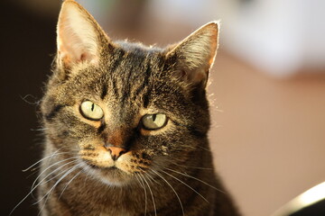 portrait of a cat (whisker) looking sad towards Camera 